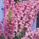 Увертюра F1 пінк 100 шт II група, на зріз,  Syngenta Flowers, Нідерланди 1694 фото