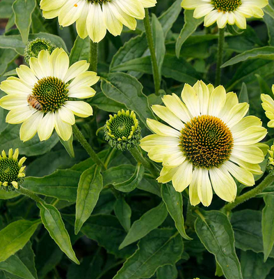 Ехінаце PRIMA&trade; &lsquo;Lime&rsquo;  3039 фото