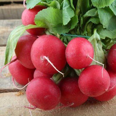 Естер, 2 г, Moravo seeds (Чехія) 1355 фото