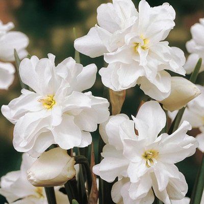 Нарцис Albus Plenus Odoratus 10+ 3133 фото