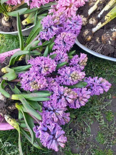 Purple Voice 18/19 0063 фото
