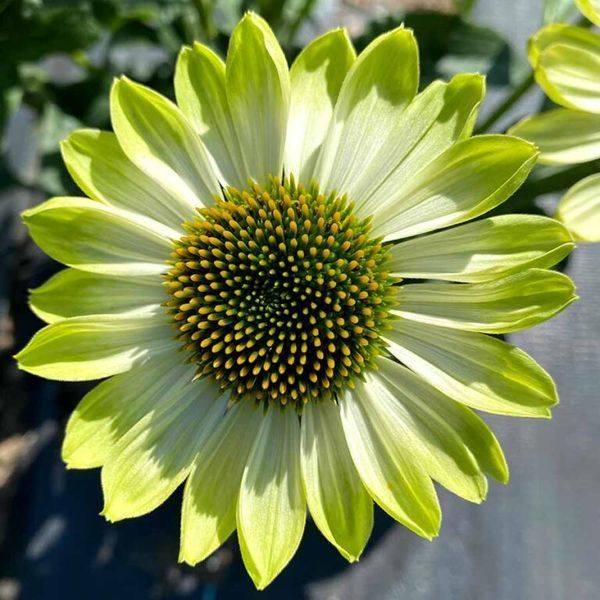 Ехінаце PRIMA&trade; &lsquo;Lime&rsquo;  3039 фото
