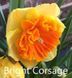 Нарцис Bright Corsage 12/14  0213 фото 1