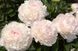 Myrtle Gentry 3/5 0363 фото 1
