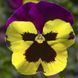 Дельта F1 yellow purple wing 100 шт, Syngenta Flowers, Нідерланди 1502 фото