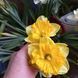 Нарцис Bright Corsage 12/14  0213 фото 4