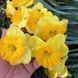 Нарцис Bright Corsage 12/14  0213 фото 2