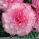 Joker 3/5 0163 фото 1