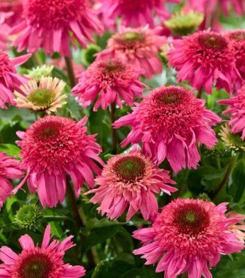 Echinacea 'Delicious Strawberry' 3040 фото