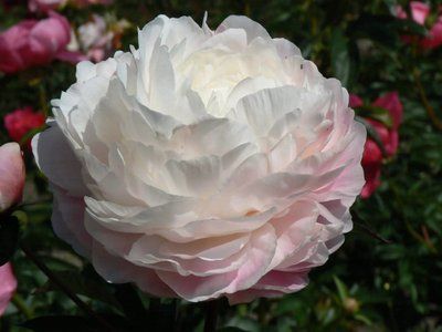 Dynasty 3/5 2888 фото