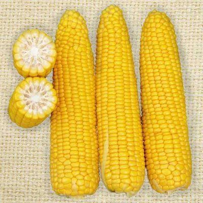 Добриня F1, 2г, Lark Seeds (США) 2145 фото