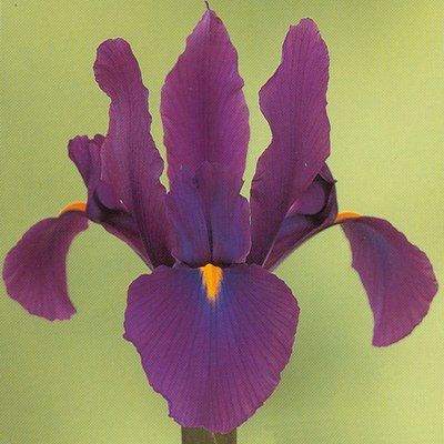 Ірис Hollandica Purple Sensation, 3 шт 0561 фото
