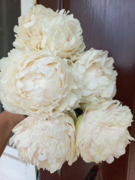 Solange 3/5 0014 фото