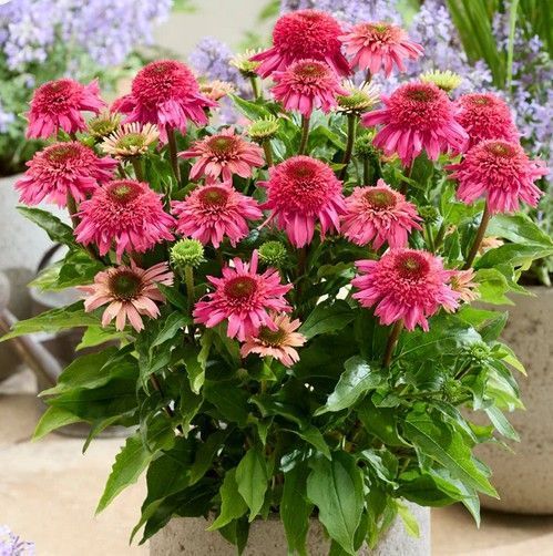 Echinacea 'Delicious Strawberry' 3040 фото