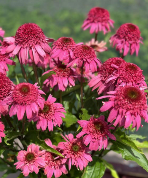Echinacea 'Delicious Strawberry' 3040 фото
