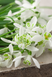 Підсніжник Nivalis Flore Pleno 0214 фото 2