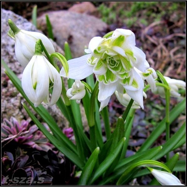 Підсніжник Nivalis Flore Pleno 0214 фото