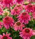 Echinacea 'Delicious Strawberry' 3040 фото 1