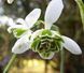 Підсніжник Nivalis Flore Pleno 0214 фото 4
