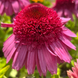 Echinacea 'Delicious Strawberry' 3040 фото 4