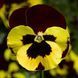 Дельта F1 yellow red wing 100 шт, Syngenta Flowers, Нідерланди 1503 фото