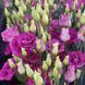 Еустома на зріз махрова, Розіта F1 purple rose 100 драже, Sakata, Японія 0611 фото