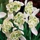 Підсніжник Nivalis Flore Pleno 0214 фото 1