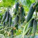 Прімеро F1 YS 500 шт, Yuksel Seed (Турція) 1010 фото 2