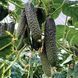 Прімеро F1 YS 500 шт, Yuksel Seed (Турція) 1010 фото 1