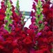 Увертюра F1 червоний 100 шт II група, на зріз, Syngenta Flowers, Нідерланди 1696 фото