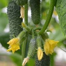 Арктика F1, 50 шт, NongWoo Bio (Корея) 0914 фото
