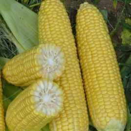 Рання насолода F1 LS, 2 500 шт,  Lark Seeds (США) 2688 фото