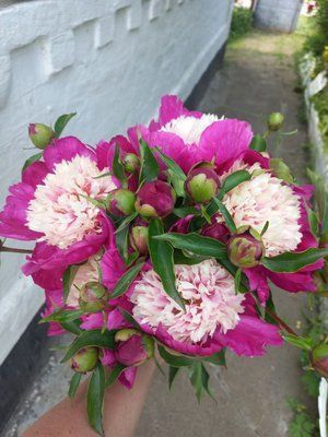 White Cap 3/5 0015 фото