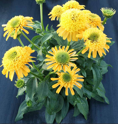 Echinacea DELIGHTFUL&trade; &lsquo;Gold&rsquo; 3041 фото