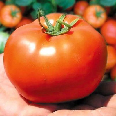 Бобкат F1 великоплідний, 10 шт, Syngenta (Нідерланди) 0813 фото