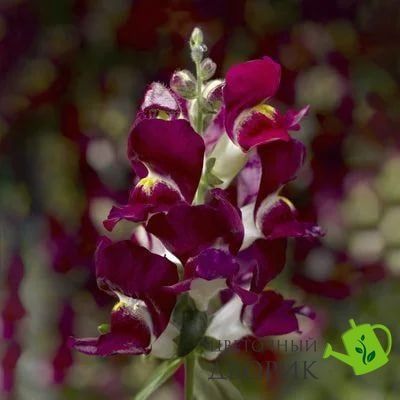 Снаптіні F1 burgundy bicolor 100 драже, Syngenta Flowers, Нідерланди 1697 фото