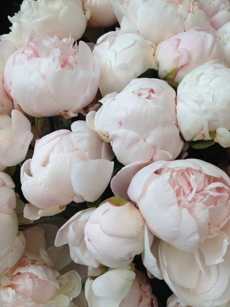 Odile 3/5 0365 фото