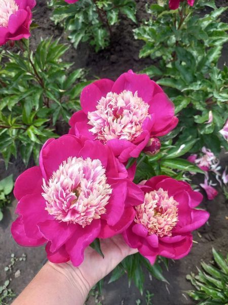 White Cap 3/5 0015 фото