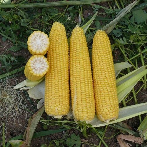 Рання насолода F1 LS, 2 500 шт,  Lark Seeds (США) 2688 фото
