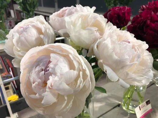 Odile 3/5 0365 фото