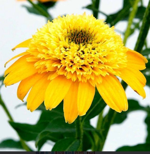 Echinacea DELIGHTFUL&trade; &lsquo;Gold&rsquo; 3041 фото