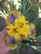 Ірис Good morning sunshine 0115 фото 4