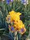 Ірис Good morning sunshine 0115 фото 2