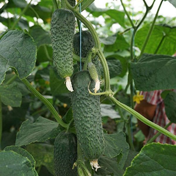 Арктика F1, 50 шт, NongWoo Bio (Корея) 0914 фото