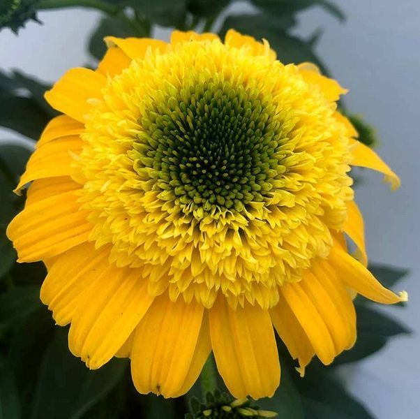 Echinacea DELIGHTFUL&trade; &lsquo;Gold&rsquo; 3041 фото