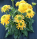 Echinacea DELIGHTFUL&trade; &lsquo;Gold&rsquo; 3041 фото 1