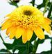 Echinacea DELIGHTFUL&trade; &lsquo;Gold&rsquo; 3041 фото 3