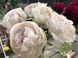 Odile 3/5 0365 фото 2