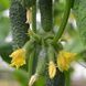 Арктика F1, 50 шт, NongWoo Bio (Корея) 0914 фото 3