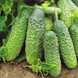 Арктика F1, 10 шт, NongWoo Bio (Корея) 0913 фото 1